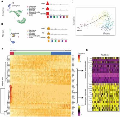 Single Cell Transcriptomics of Ependymal Cells Across Age, Region and Species Reveals Cilia-Related and Metal Ion Regulatory Roles as Major Conserved Ependymal Cell Functions